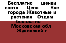 Бесплатно !!! щенки енота!! › Цена ­ 1 - Все города Животные и растения » Отдам бесплатно   . Московская обл.,Жуковский г.